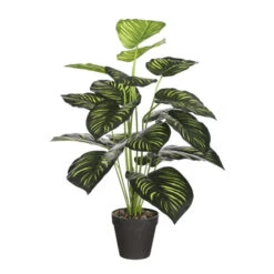 Caladium Groen In Pot