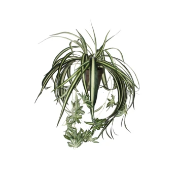 Chlorophytum Groen In Pot 3 Chlorophytum Groen In Pot